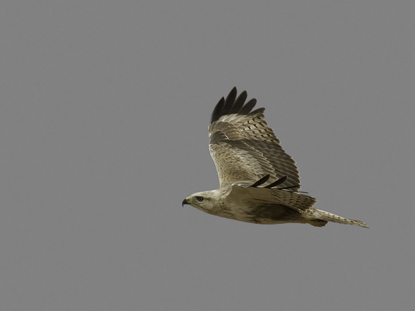 Arohiirihaukka, Long-legged Buzzard, Buteo rufinus
